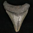 Megalodon Tooth - South Carolina #7487-1